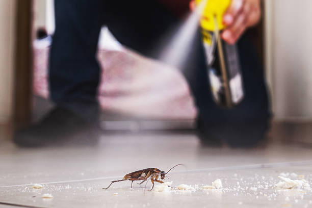 Best Cockroach Control Services  in Salina, UT