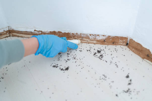 Best Pest Control Treatment  in Salina, UT